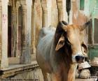 Ιερή αγελάδα, Ινδία